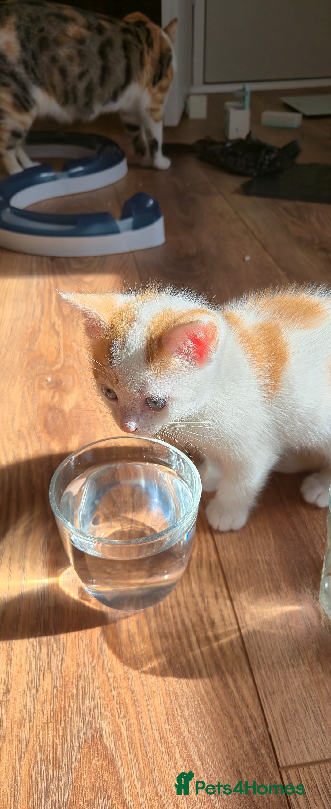 Mixed Breed cats for sale:  Blue eyes Flower pattern mark unique kitten  - Image 10