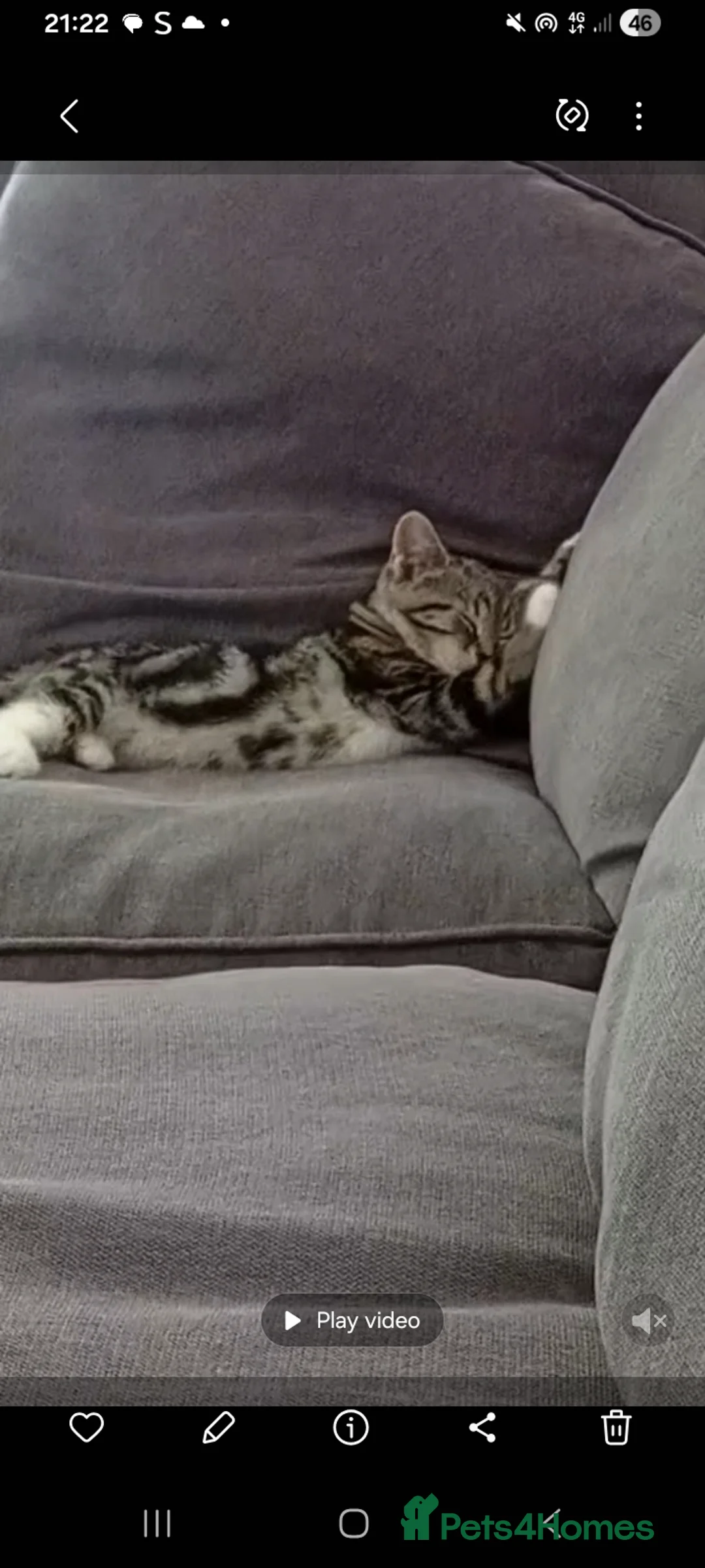 Mixed Breed cats for sale: Female kitten - Advert 2