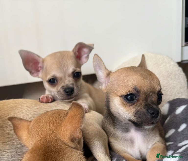 Chihuahua dogs Chihuahua Puppies for Sale  - Advert 1