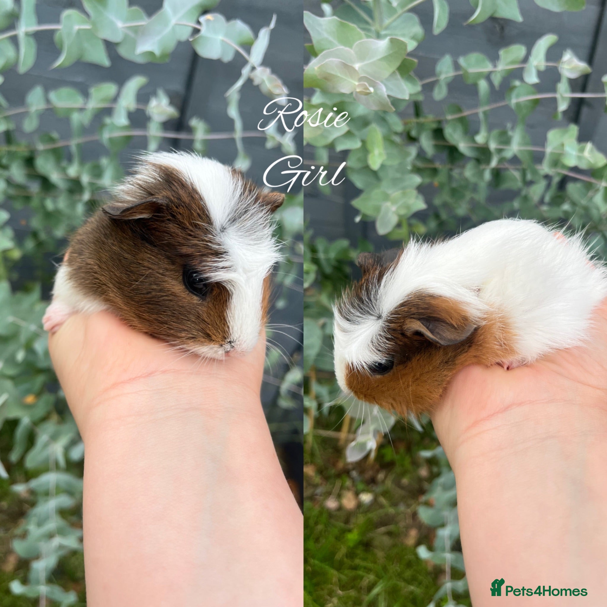 Guinea Pig rodents Baby guinea pigs for sale - Advert 10