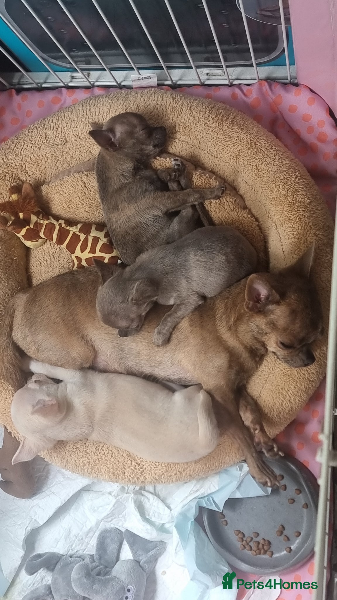 Chihuahua dogs for sale: Exquisite teeny Chihuahua puppies - Advert 7
