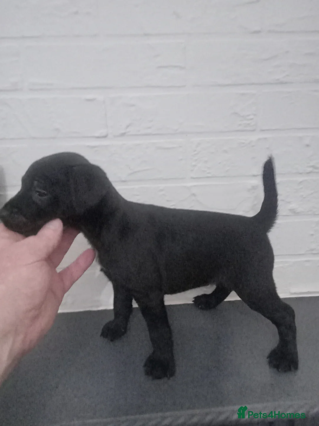 Patterdale Terrier dogs for sale: PATTERDALE PUPS FOR SALE READDY NOW  in Birkenhead - Advert 8