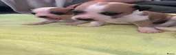 Jack Russell dogs for sale: Jack Russell puppies for sale  - Advert 11