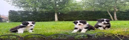 Mixed Breed dogs for sale: ✨ Beautiful Border Aussie Puppies ✨ - Advert 4
