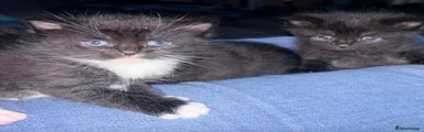 British Shorthair 4