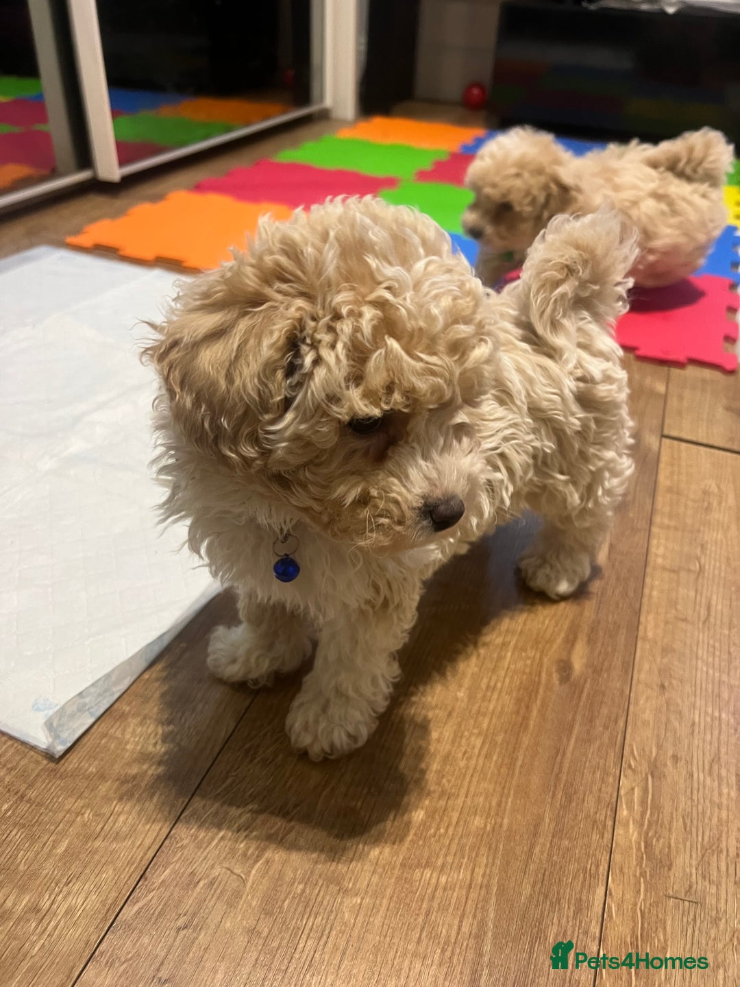 Maltipoo dogs for sale: Maltipoo F1 Males💙 - Advert 8
