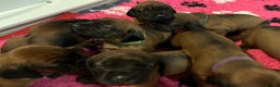 Bavarian Mountain Hound dogs for sale: Bavarian Mountain Hound KC registered  - Advert 3