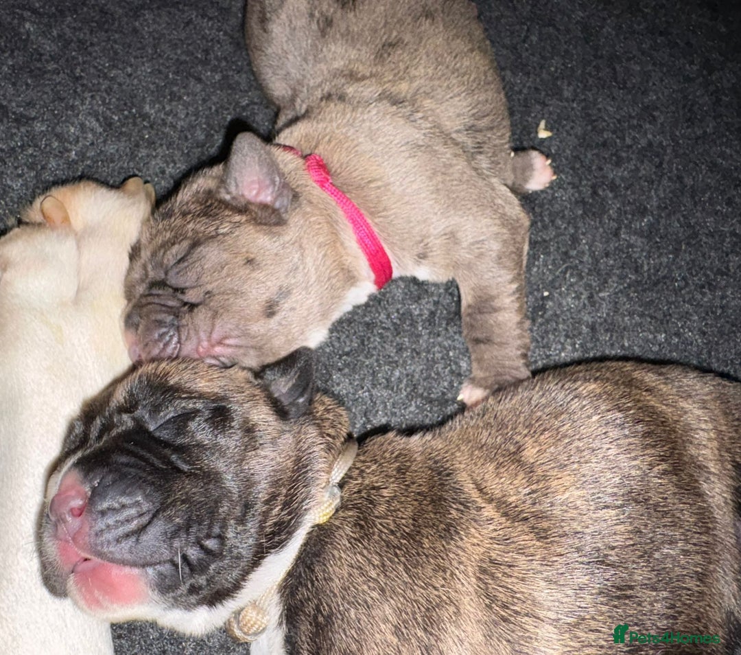 Boxer dogs for sale: Beautiful Boxer cross - Image 27