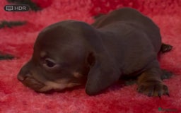 Dachshund dogs for sale: BEAUTIFUL LITTER OF DACHSHUND  - Image 5