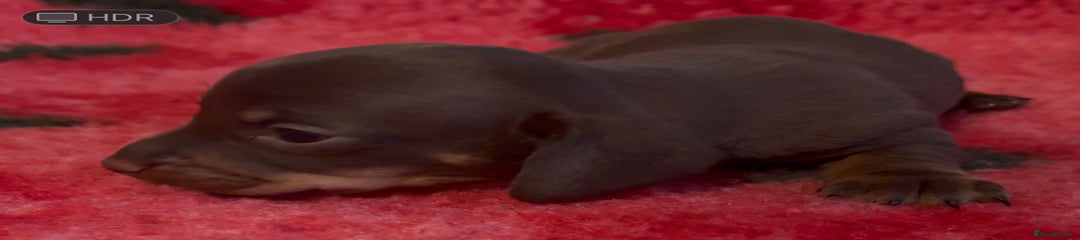 Dachshund Puppy chocolate tan 1
