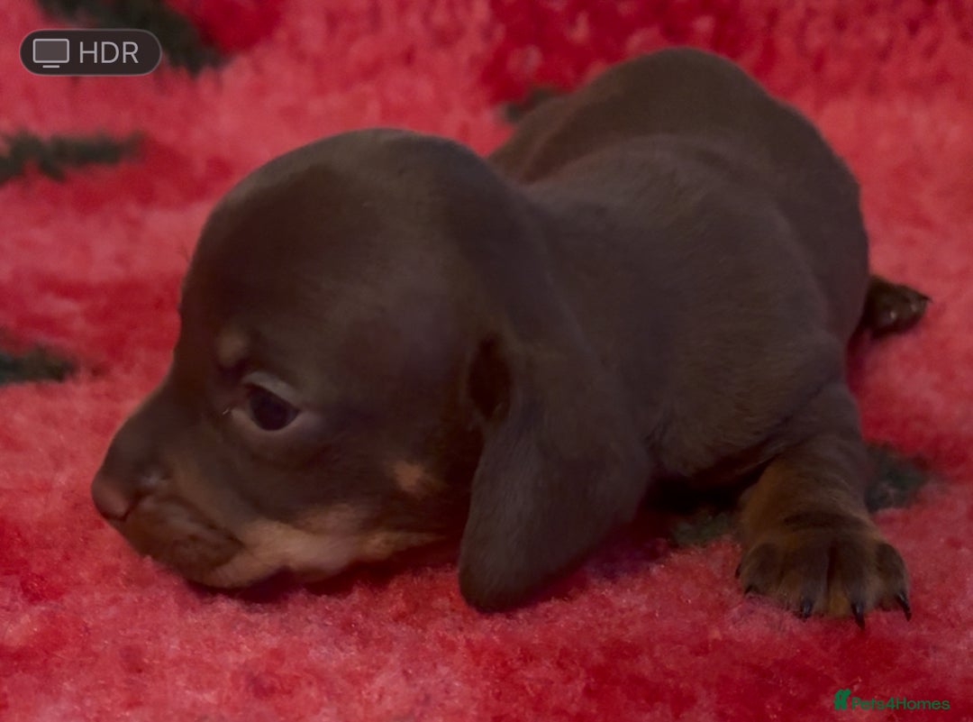 Dachshund dogs for sale: BEAUTIFUL LITTER OF DACHSHUND  - Image 5