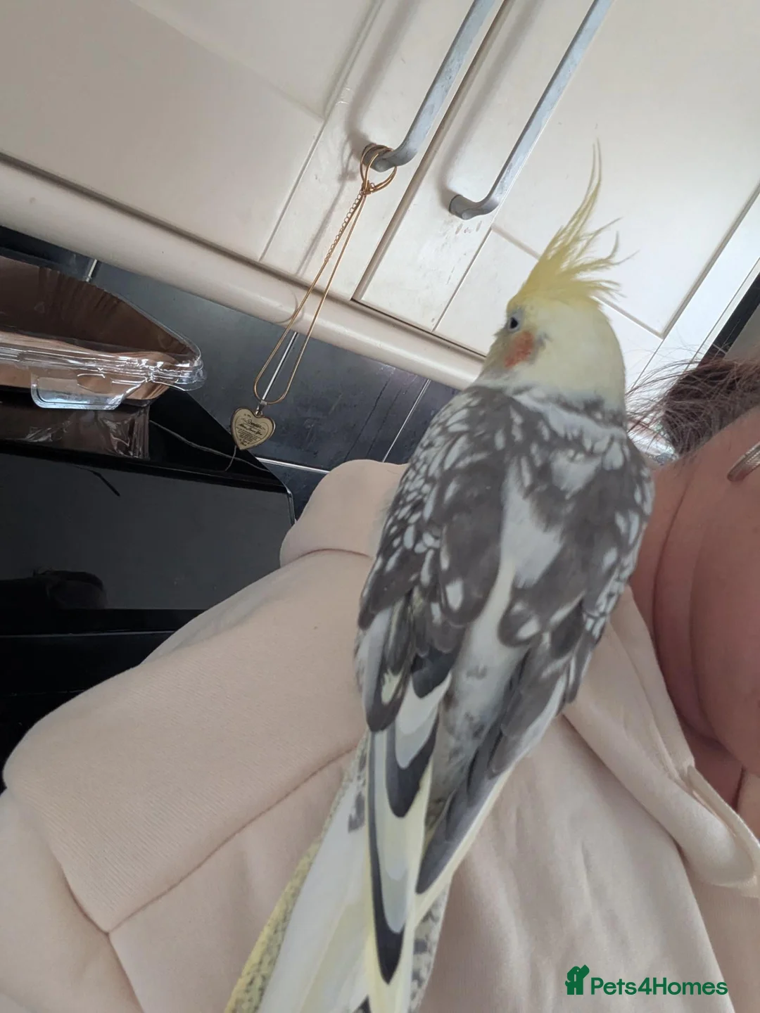 Cockatiels birds for sale: Lovely female cockatiel  - Advert 6