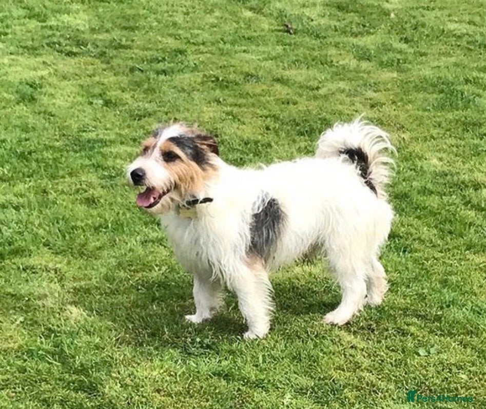 Jack Russell dogs urgent rehome male jack russel  - Advert 17