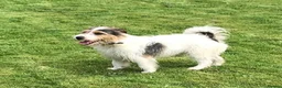 Jack Russell dogs for sale: urgent rehome male jack russel  - Advert 1