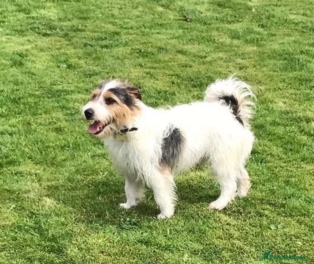 Jack Russell dogs for sale: urgent rehome male jack russel  - Advert 1