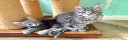 Maine Coon cats for sale: READY NOW. Tica registered mainecoon kittens - Advert 10
