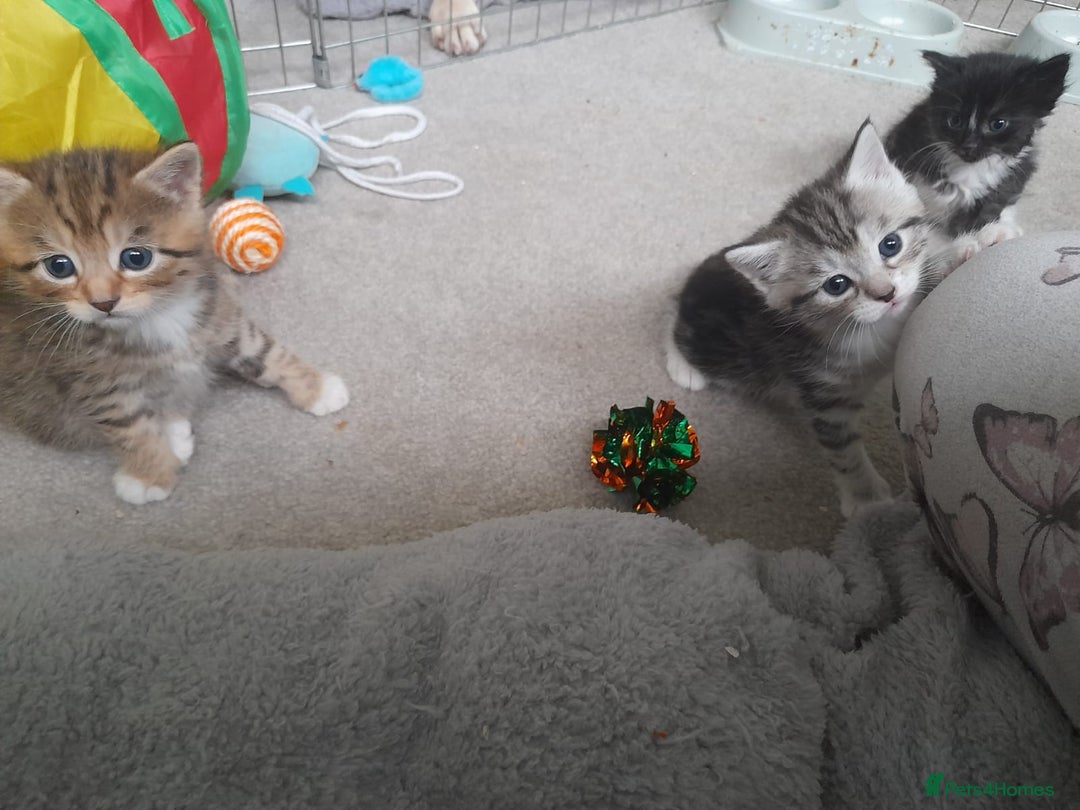 Bengal cats for sale: 4 kittens available  - Advert 6