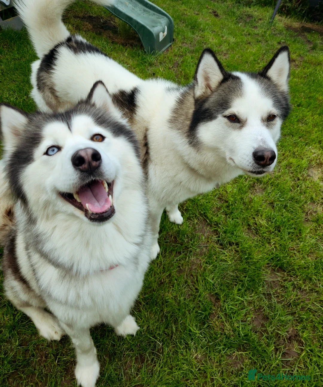 Siberian Husky dogs for sale: Siberian Husky Puppies  in Grimsby - Advert 2