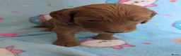 Goldendoodle dogs for sale: F1B Golden doodle Puppies  - Advert 6