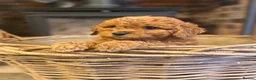 Cavapoo dogs for sale: Fox red and Apricot Pups  - Advert 7