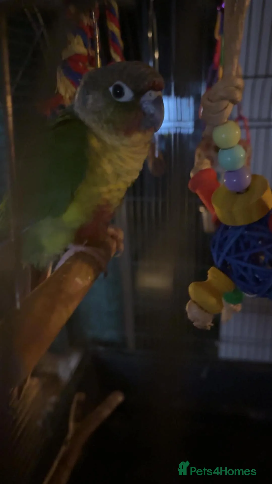 Conures birds for sale: Conure GCC - Advert 2