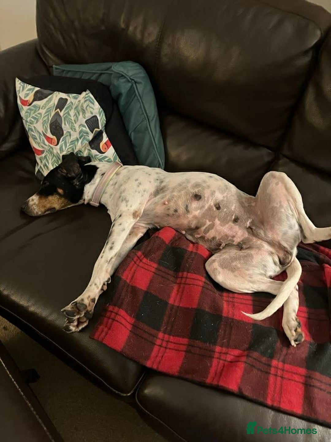 Mixed Breed dogs for adoption: Betty – 3 years old, female, Mixed Breed   - Advert 8