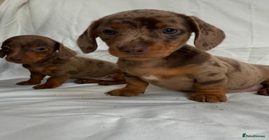 Miniature Dachshund dogs - Advert 2