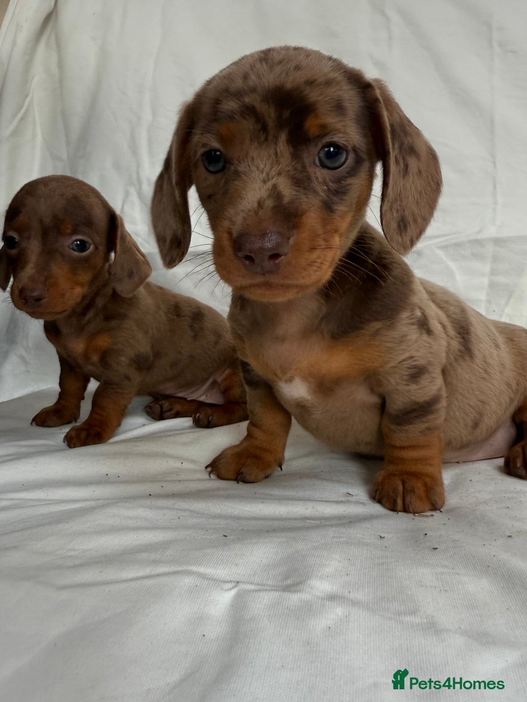 Miniature Dachshund dogs for sale: Dachshund puppy’s for sale - Image 3