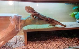 Dragon reptiles for sale: Bearded dragon - Image 2