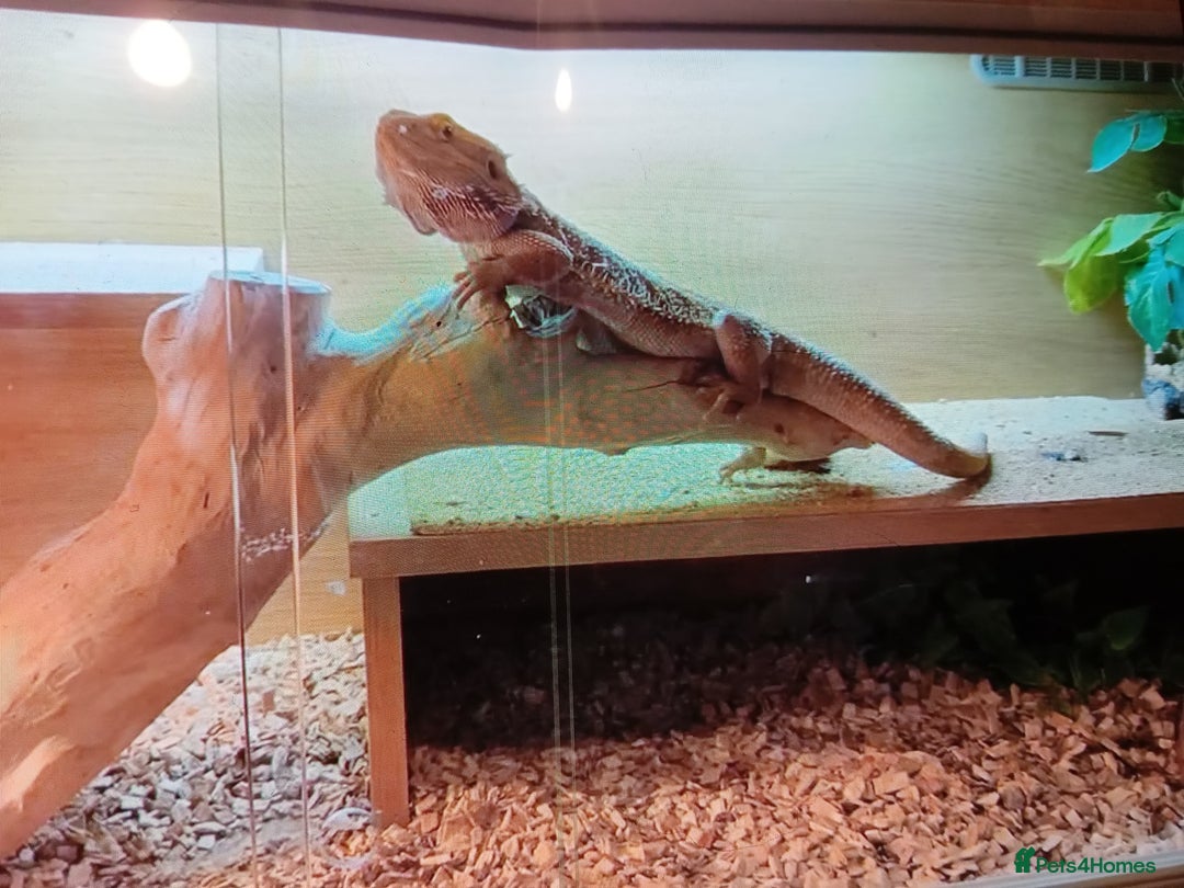 Dragon reptiles for sale: Bearded dragon - Image 2