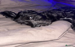 Labradoodle dogs for sale: Male labradoodle - Image 5