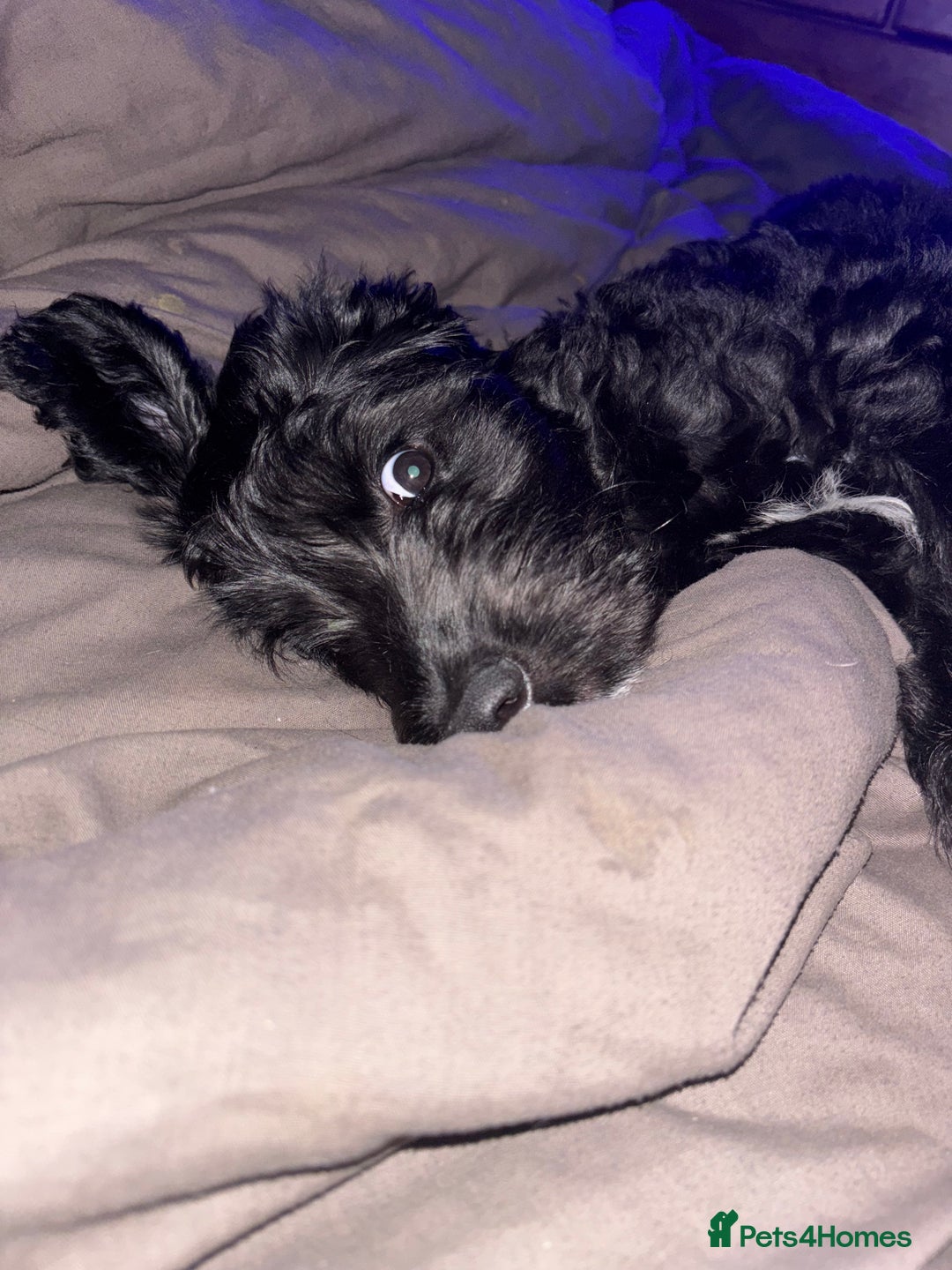 Labradoodle dogs for sale: Male labradoodle - Image 5