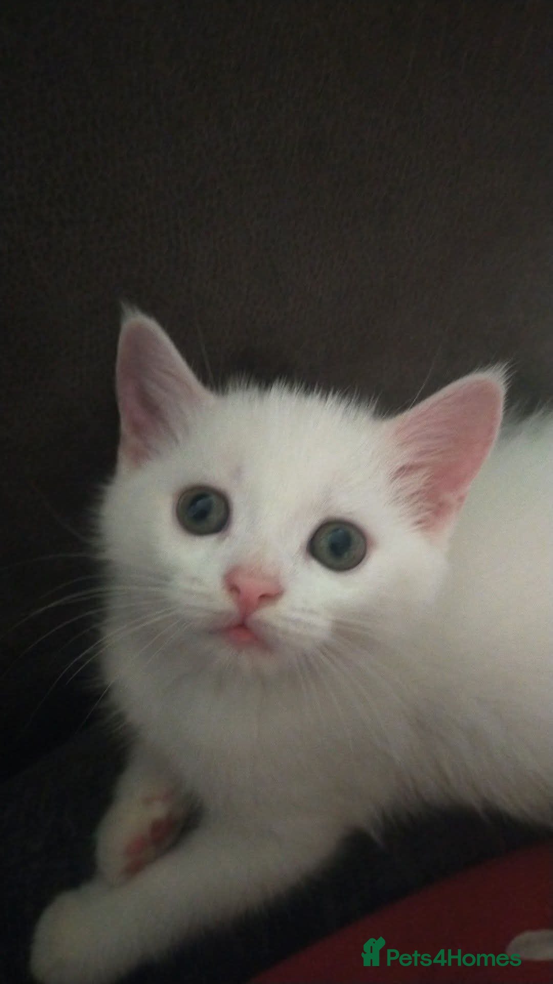 Mixed Breed cats for sale: White long haired kittens for sale in Fleetwood - Image 28