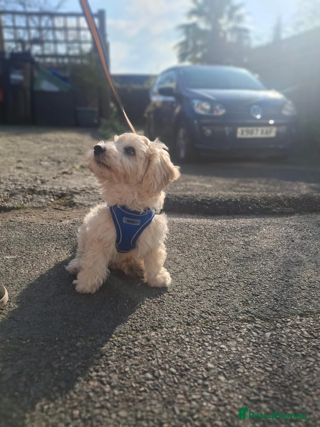 Cavachon dogs for sale: Loving , affectionate. Playful , intelligent  - Advert 6