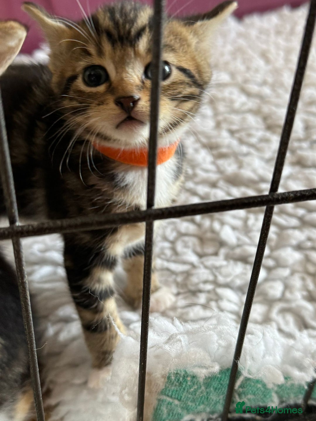 British Shorthair cats for sale: Beautiful playful kittens  - Image 4