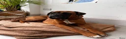 Boxer dogs for stud: Handsome Purebred Boxer – Puppy Back Deal Offered - Advert 7