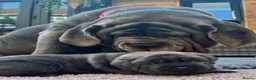 Neapolitan Mastiff dogs for sale: 2 puppies Neapolitan mastiff  - Advert 22