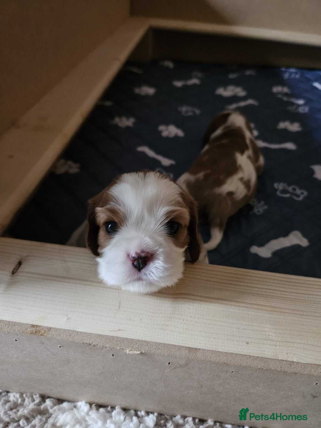 Cavalier King Charles Spaniel dogs for sale: Cavalier King Charles Spaniel 3 x puppies - Advert 23