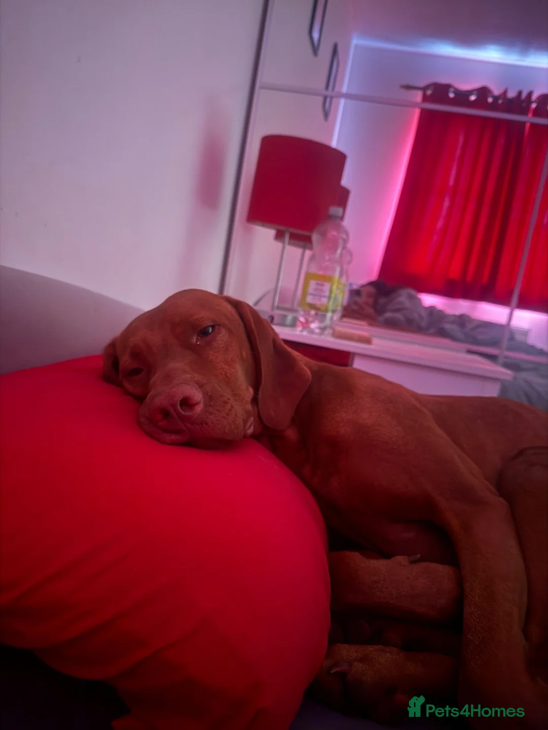 Hungarian Vizsla dogs for stud: Danko is Ready to Meet New Girlfriends. - Advert 8
