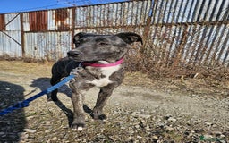 Mixed Breed dogs for adoption: A Beautiful and Gentle Girl - for a Loving Home - Image 26