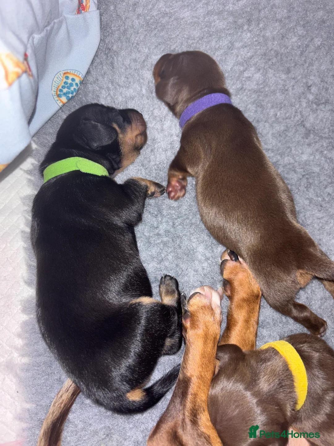 Dachshund dogs for sale: Miniature and standards dachshund pups - Advert 3