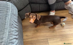 Dachshund dogs for sale: Dachshund  - Image 1