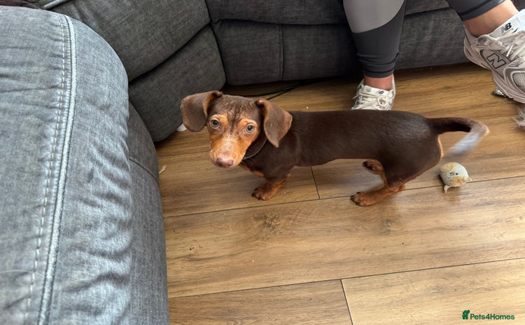 Dachshund dogs - Advert 1