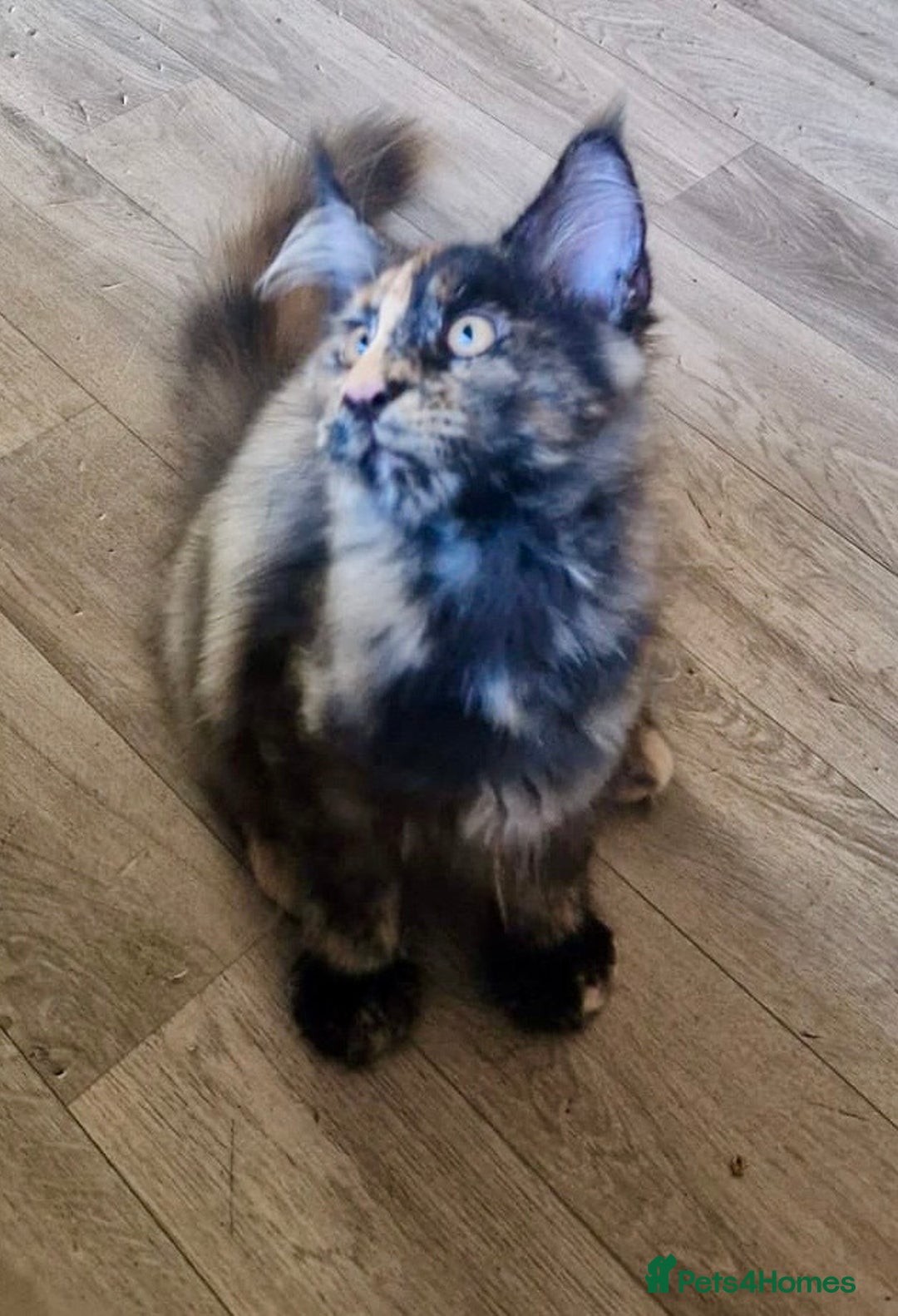 Maine Coon cats for sale: 🌟Ready now🌟 3 large Maine coons active available - Image 8