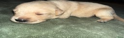 Goldador dogs for sale: 8 beautiful golden retriever x red lab puppies  - Advert 26