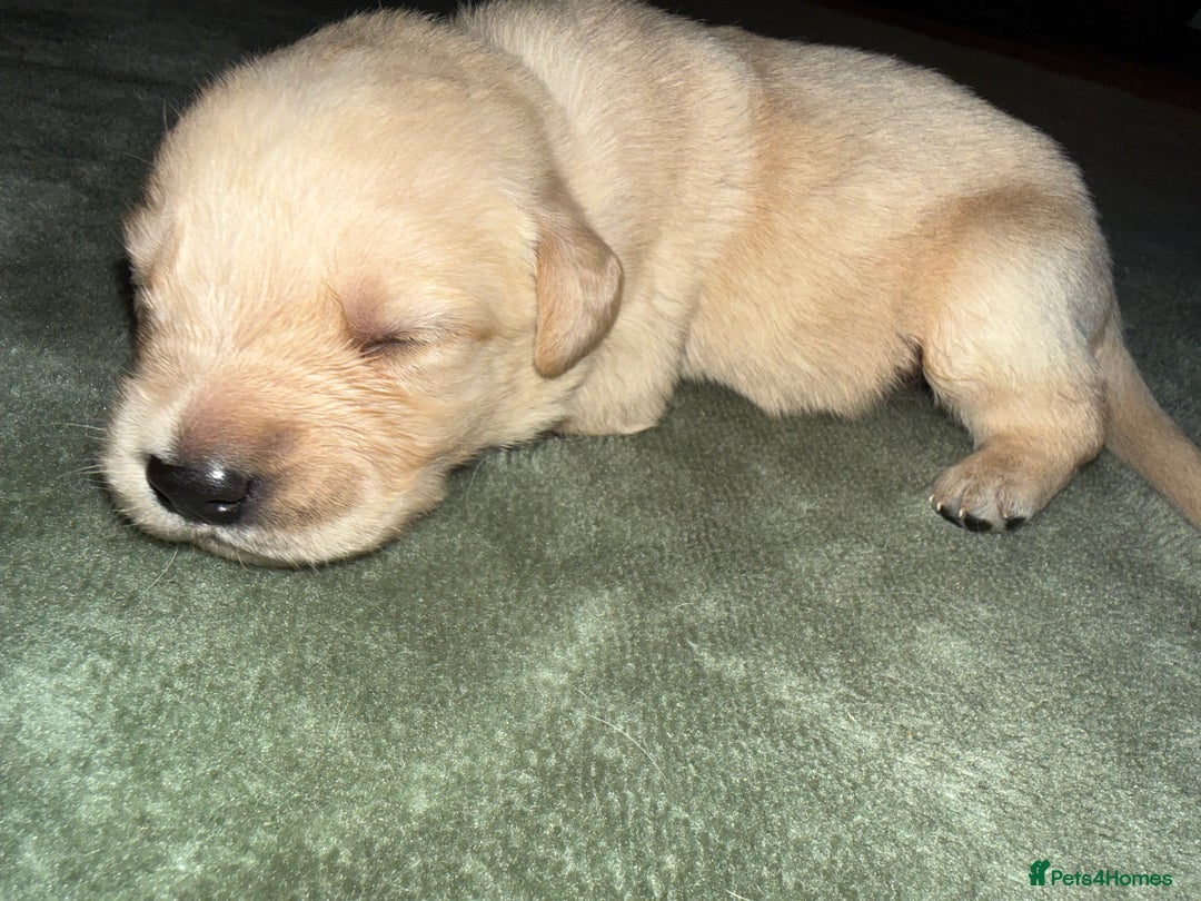 Goldador dogs for sale: 8 beautiful golden retriever x red lab puppies  - Advert 26