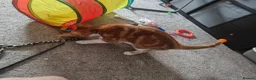 Mixed Breed cats for sale: Tabby kitten with everything you need  in Sheffield - Advert 4