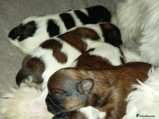 Shih Tzu dogs - Advert 19