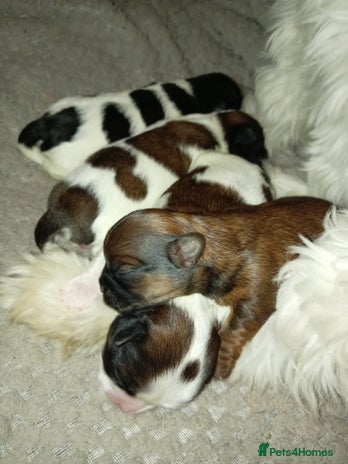 Shih Tzu dogs - Advert 1