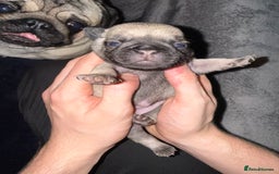 Pug dogs for sale: Pug Puppies for sale  - Image 5